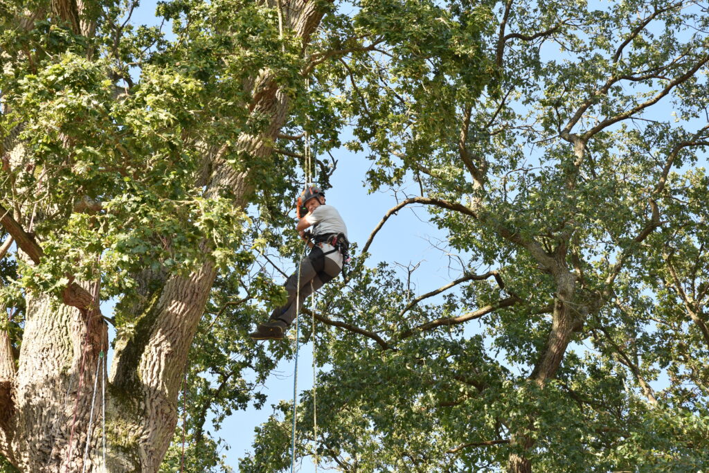 Arboriste en démonstration de grimpe dans un arbre lors d’un salon arboricole avec Vermeer France.
